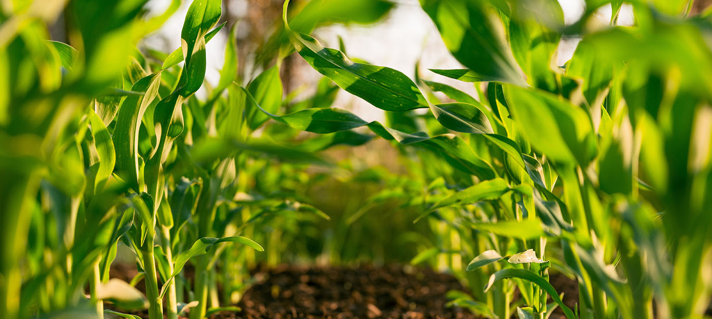 Farming the Future, Today